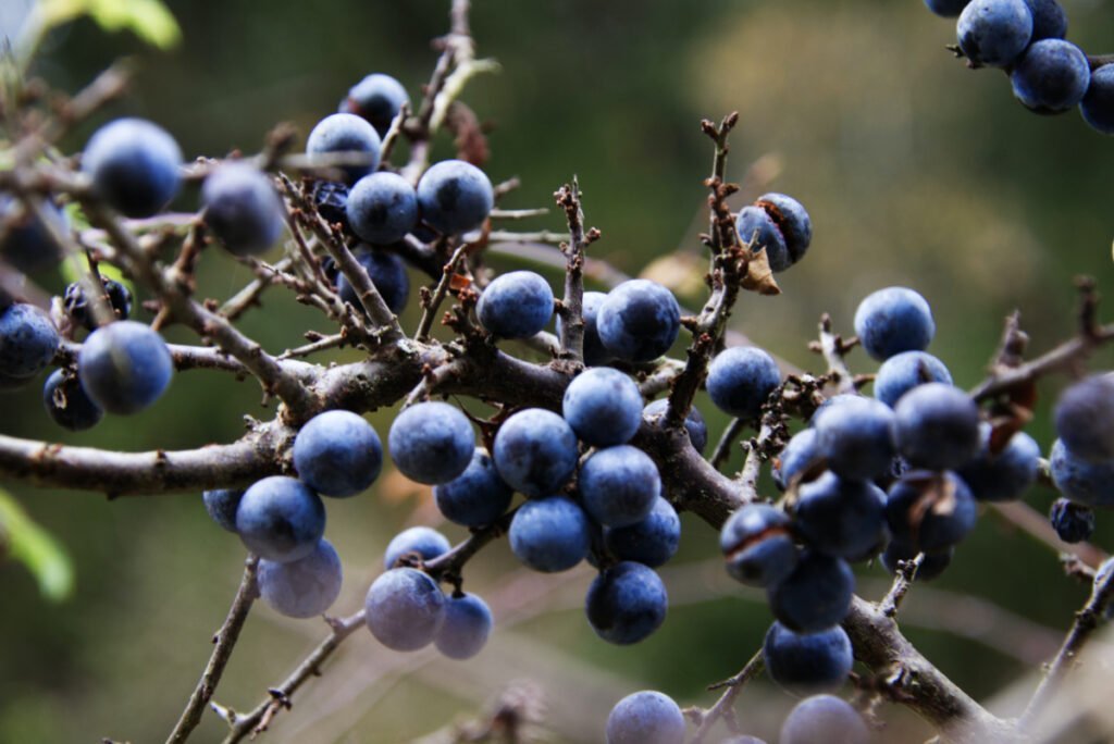 sloe